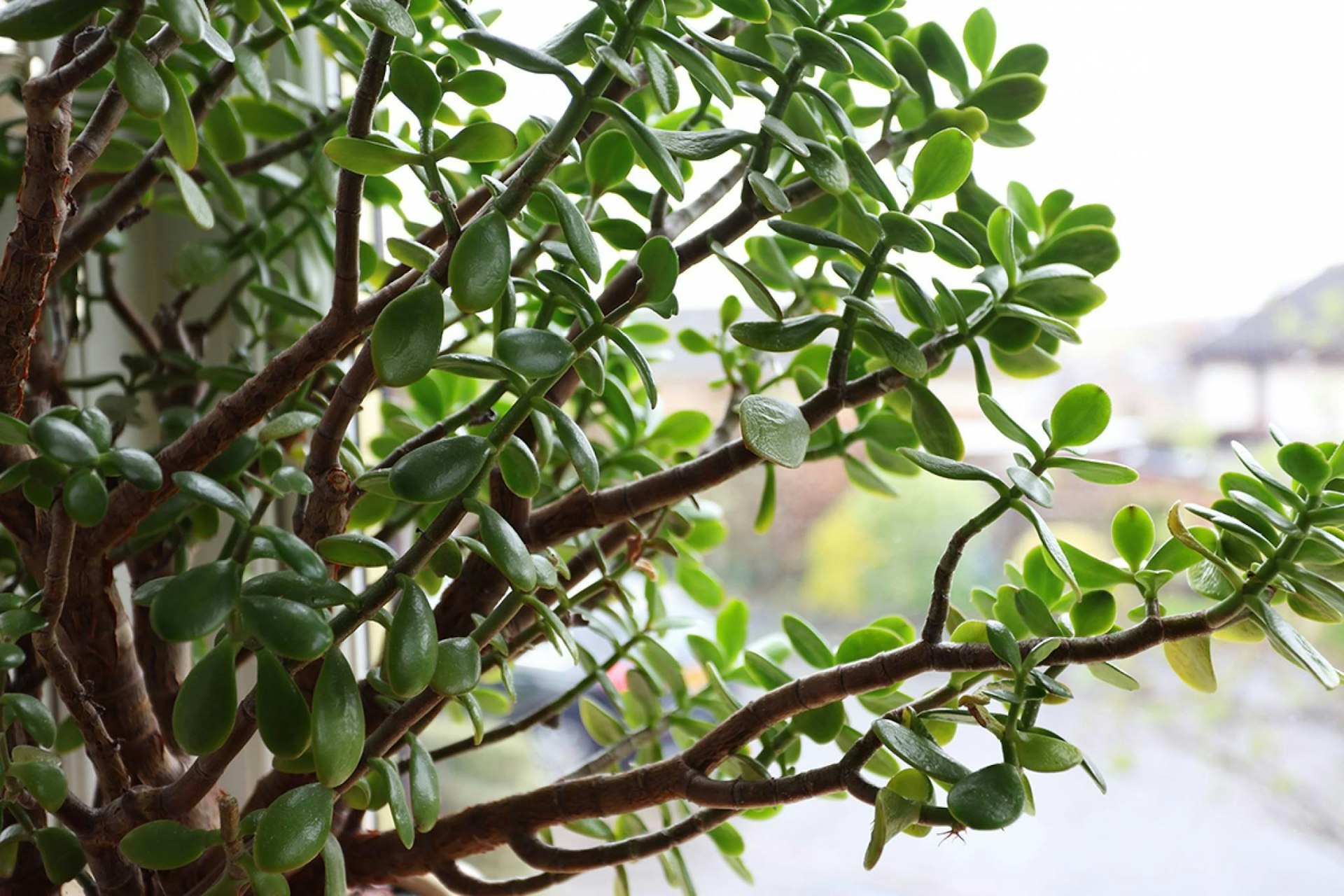 63 Struan Place, Inverkeithing, KY11 1PB McEwan Fraser Legal